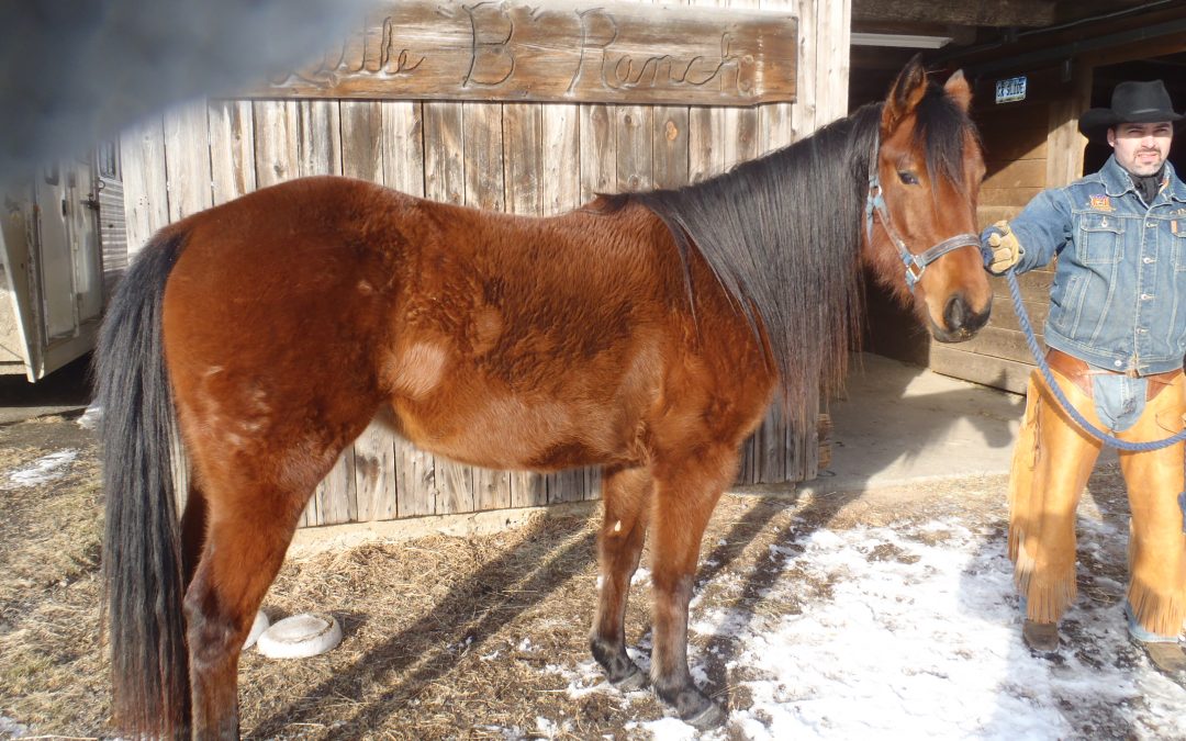 2008 AQHA Mare For Sale